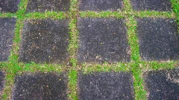 calzada de bloques de hormigón con hierba verde en el medio. como fondo foto