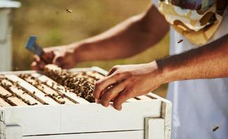 Beekeeper works with honeycomb full of bees outdoors at sunny day photo