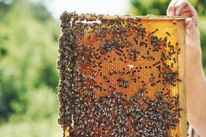 Man's hand holds honeycomb full of bees outdoors at sunny day photo