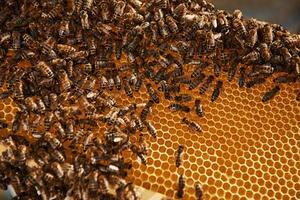 Natural lighting. Detailed view of honeycomb full of bees. Conception of apiculture photo