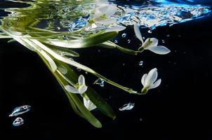 Spring snowdrop in water photo