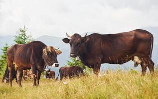 Cows outdoors at Carphatian mountains. Conception of traveling and farming photo