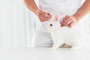 Young veterinatian is indoors with little rabbit. Conception of healthcare