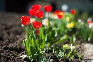 Beautiful Red tulips photo