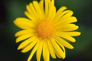 Daisy flower macro photo