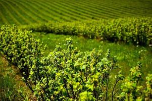 green field with bushes photo