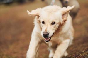 Close up view of cute happy dog that running in the forest with his owner at background photo