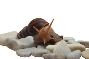 A large African snail Achatina crawls out of the shell on sea stones. Isolate on a white background. photo