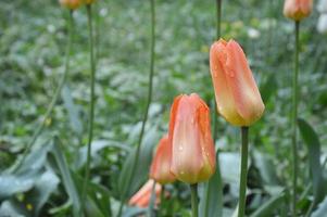 tulipanes de color naranja claro y melocotón pálido sobre un fondo de hierba verde en un lecho de flores en el parque. Flores de primavera. foto