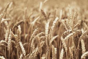 Golden wheat field photo