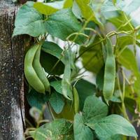 Haricots growing in a vegetable garden photo
