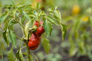 red peppers close up photo