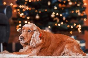 Portrait of cute dog indoors in glasses in festive christmas decorated room photo