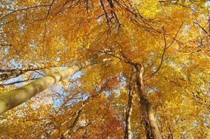 Yellow autumn forest photo