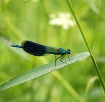 Beautiful bright Dragonfly photo