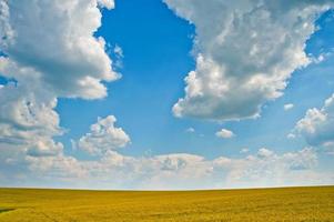 buckwheat field beautifully sunny day photo