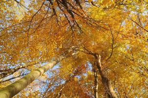 Yellow autumn forest photo