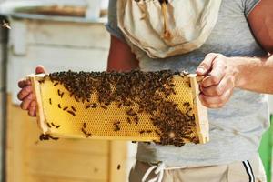 Looks at the honey. Beekeeper works with honeycomb full of bees outdoors at sunny day photo