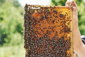 Man's hand holds honeycomb full of bees outdoors at sunny day photo