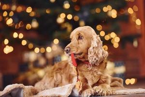 Portrait of cute dog indoors in festive christmas decorated room with toy in mouth photo