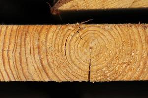 Macro texture wood photo
