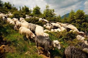 Flock of white sheep photo