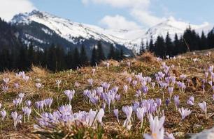 Beautiful mountains in Moravia. Ground view of blooming flowers photo