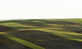 Line of fresh trees on the green agriciltural fields at daytime photo