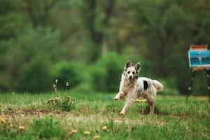 lindo perro disfrutando de un paseo durante el día cerca del bosque. pintura sobre caballete en el fondo foto