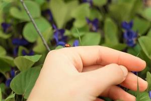 Close up ladybug on hand concept photo