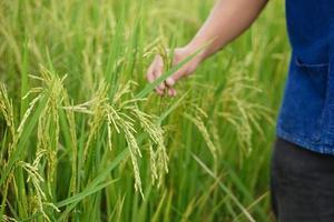 Closeup farmer checks rice plants in the field. Concept, agriculture crop, take good care before harvesting. Check growth, diseases and insects in organic rice paddy field. photo