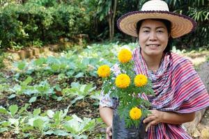 Asian woman gardener prepare yellow marigold flower plant to grow in her garden. Concept, gardnening. Organing farming. Grow marigolds in vegetable beds to keep out insects. photo