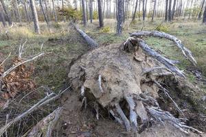 View along an uprooted tree in a drought damaged forest photo