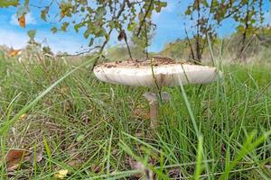 Close up of a parasol mushroom in a meadow during the day photo