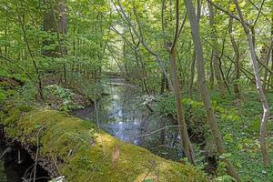 vista de un pequeño estanque en un denso bosque con reflejos en primavera foto