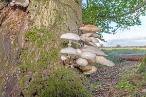 Close-up of a parasitic tree fungus on a tree trunk during the day photo