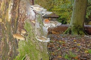 Close-up of a parasitic tree fungus on a tree trunk during the day photo