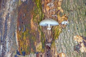 Close-up of a parasitic tree fungus on a tree trunk during the day photo