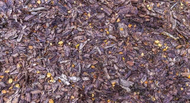 Vertical image of tree bark covered forest floor in autumn photo