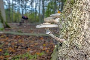 Close-up of a parasitic tree fungus on a tree trunk during the day photo