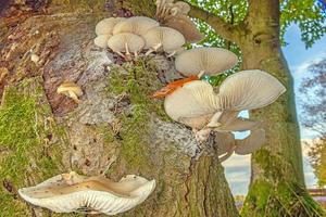 Close-up of a parasitic tree fungus on a tree trunk during the day photo