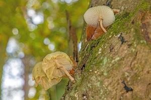 Close-up of a parasitic tree fungus on a tree trunk during the day photo