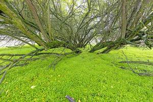 Image of dense forest with bright green overgrown ground during daytime photo