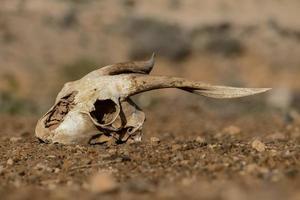 Goat skull on the ground photo