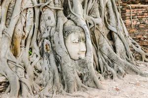 Buddha face in between tree roots photo