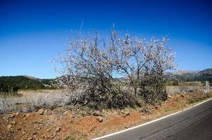 Roadside vegetation view photo