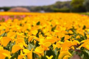Beautiful yellow flowers close-up photo