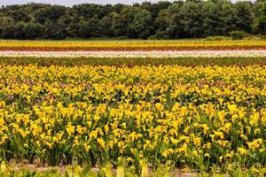 Beautiful view with yellow flowers photo