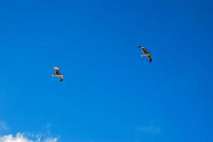 Two birds flying photo