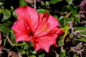 Hibiscus flower close-up photo